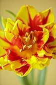 YELLOW, RED FLOWERS, BLOOMS OF TULIPS, TULIPA MONSELLA, SPRING, BULBS