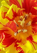 YELLOW, RED FLOWERS, BLOOMS OF TULIPS, TULIPA MONSELLA, SPRING, BULBS