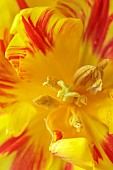 YELLOW, RED FLOWERS, BLOOMS OF TULIPS, TULIPA MONSELLA, SPRING, BULBS