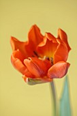 ORANGE FLOWERS, BLOOMS OF TULIPS, TULIPA HERMITAGE, SPRING, BULBS