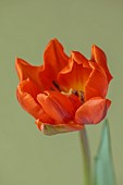 ORANGE FLOWERS, BLOOMS OF TULIPS, TULIPA HERMITAGE, SPRING, BULBS