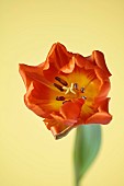 ORANGE FLOWERS, BLOOMS OF TULIPS, TULIPA HERMITAGE, SPRING, BULBS