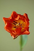 ORANGE FLOWERS, BLOOMS OF TULIPS, TULIPA HERMITAGE, SPRING, BULBS
