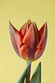 ORANGE FLOWERS, BLOOMS OF TULIPS, TULIPA HERMITAGE, SPRING, BULBS