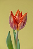 ORANGE FLOWERS, BLOOMS OF TULIPS, TULIPA HERMITAGE, SPRING, BULBS