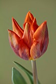 ORANGE FLOWERS, BLOOMS OF TULIPS, TULIPA HERMITAGE, SPRING, BULBS