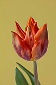 ORANGE FLOWERS, BLOOMS OF TULIPS, TULIPA HERMITAGE, SPRING, BULBS