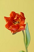 ORANGE FLOWERS, BLOOMS OF TULIPS, TULIPA HERMITAGE, SPRING, BULBS