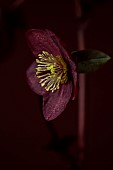DARK RED, BLACK, FLOWERS OF HELLEBORES, HELLEBORUS HGC ICE N ROSES MERLOT, FEBRUARY, CLOSE UP