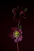 DARK RED, BLACK, FLOWERS OF HELLEBORES, HELLEBORUS HGC ICE N ROSES MERLOT, FEBRUARY, CLOSE UP