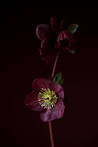DARK_RED_BLACK_FLOWERS_OF_HELLEBORES_HELLEBORUS_HGC_ICE_N_ROSES_MERLOT_FEBRUARY_CLOSE_UP