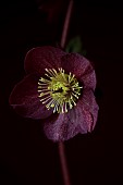 DARK RED, BLACK, FLOWERS OF HELLEBORES, HELLEBORUS HGC ICE N ROSES MERLOT, FEBRUARY, CLOSE UP