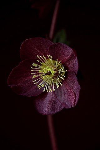 DARK_RED_BLACK_FLOWERS_OF_HELLEBORES_HELLEBORUS_HGC_ICE_N_ROSES_MERLOT_FEBRUARY_CLOSE_UP