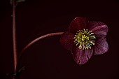 DARK RED, BLACK, FLOWERS OF HELLEBORES, HELLEBORUS HGC ICE N ROSES MERLOT, FEBRUARY, CLOSE UP