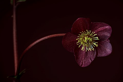 DARK_RED_BLACK_FLOWERS_OF_HELLEBORES_HELLEBORUS_HGC_ICE_N_ROSES_MERLOT_FEBRUARY_CLOSE_UP