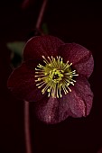 DARK RED, BLACK, FLOWERS OF HELLEBORES, HELLEBORUS HGC ICE N ROSES MERLOT, FEBRUARY, CLOSE UP