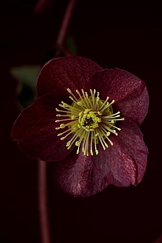 DARK_RED_BLACK_FLOWERS_OF_HELLEBORES_HELLEBORUS_HGC_ICE_N_ROSES_MERLOT_FEBRUARY_CLOSE_UP