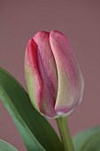 PINK FLOWERS, BLOOMS OF TULIPS, TULIPA CAROLA, SPRING, BULBS