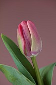 PINK FLOWERS, BLOOMS OF TULIPS, TULIPA CAROLA, SPRING, BULBS