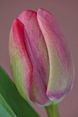 PINK FLOWERS, BLOOMS OF TULIPS, TULIPA CAROLA, SPRING, BULBS