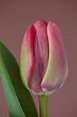 PINK FLOWERS, BLOOMS OF TULIPS, TULIPA CAROLA, SPRING, BULBS