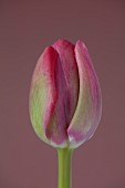 PINK FLOWERS, BLOOMS OF TULIPS, TULIPA CAROLA, SPRING, BULBS