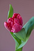 PINK FLOWERS, BLOOMS OF TULIPS, TULIPA CAROLA, SPRING, BULBS