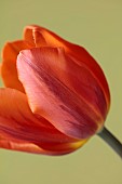 ORANGE FLOWERS, BLOOMS OF TULIPS, TULIPA HERMITAGE, SPRING, BULBS