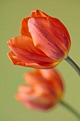 ORANGE FLOWERS, BLOOMS OF TULIPS, TULIPA HERMITAGE, SPRING, BULBS