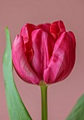 PINK FLOWERS, BLOOMS OF TULIPS, TULIPA CAROLA, SPRING, BULBS