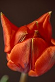 ORANGE FLOWERS, BLOOMS OF TULIPS, TULIPA HERMITAGE, SPRING, BULBS
