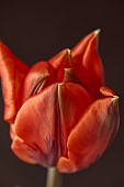 ORANGE FLOWERS, BLOOMS OF TULIPS, TULIPA HERMITAGE, SPRING, BULBS