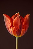 ORANGE FLOWERS, BLOOMS OF TULIPS, TULIPA HERMITAGE, SPRING, BULBS