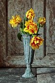 YELLOW, RED, FLOWERS, BLOOMS OF TULIPS, TULIPA MONSELLA, SPRING, BULBS