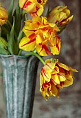 YELLOW, RED, FLOWERS, BLOOMS OF TULIPS, TULIPA MONSELLA, SPRING, BULBS