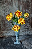 YELLOW, RED, FLOWERS, BLOOMS OF TULIPS, TULIPA MONSELLA, SPRING, BULBS