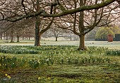 COTTESBROOKE HALL AND GARDENS, NORTHAMPTONSHIRE: MARCH, SPRING, LAWN, WEST FRONT, DAFFODILS
