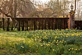 COTTESBROOKE HALL AND GARDENS, NORTHAMPTONSHIRE: MARCH, SPRING, LAWN, DAFFODILS