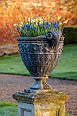 COTTESBROOKE HALL AND GARDENS, NORTHAMPTONSHIRE: MARCH, SPRING, CONTAINERS WITH NARCISSUS AND MUSCARI