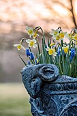 COTTESBROOKE HALL AND GARDENS, NORTHAMPTONSHIRE: MARCH, SPRING, CONTAINERS WITH NARCISSUS AND MUSCARI
