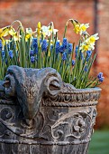 COTTESBROOKE HALL AND GARDENS, NORTHAMPTONSHIRE: MARCH, SPRING, CONTAINERS WITH NARCISSUS AND MUSCARI