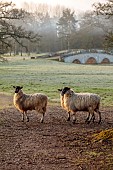 COTTESBROOKE HALL AND GARDENS, NORTHAMPTONSHIRE: MARCH, SPRING, SHEEP