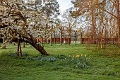 COTTESBROOKE HALL AND GARDENS, NORTHAMPTONSHIRE: SPRING, MARCH, THE SPINNEY GARDEN, CHERRY TREES