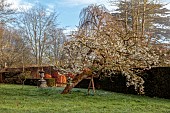 COTTESBROOKE HALL AND GARDENS, NORTHAMPTONSHIRE: SPRING, MARCH, THE SPINNEY GARDEN, CHERRY TREES