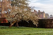 COTTESBROOKE HALL AND GARDENS, NORTHAMPTONSHIRE: SPRING, MARCH, THE SPINNEY GARDEN, CHERRY TREES