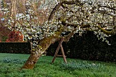 COTTESBROOKE HALL AND GARDENS, NORTHAMPTONSHIRE: SPRING, MARCH, THE SPINNEY GARDEN, CHERRY TREES