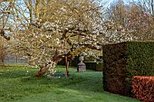 COTTESBROOKE HALL AND GARDENS, NORTHAMPTONSHIRE: SPRING, MARCH, THE SPINNEY GARDEN, CHERRY TREES