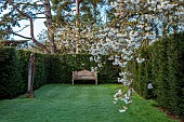 COTTESBROOKE HALL AND GARDENS, NORTHAMPTONSHIRE: SPRING, MARCH, YEW HEDGES, HEDGING, CHERRY TREES, STONE SEAT, BENCH