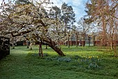 COTTESBROOKE HALL AND GARDENS, NORTHAMPTONSHIRE: SPRING, MARCH, CHERRY TREES, THE SPINNEY GARDEN