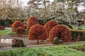 COTTESBROOKE HALL AND GARDENS, NORTHAMPTONSHIRE: SPRING, MARCH, CHERRY TREES, THE REFLECTING POOL, CLIPPED BEECH TOPIARY